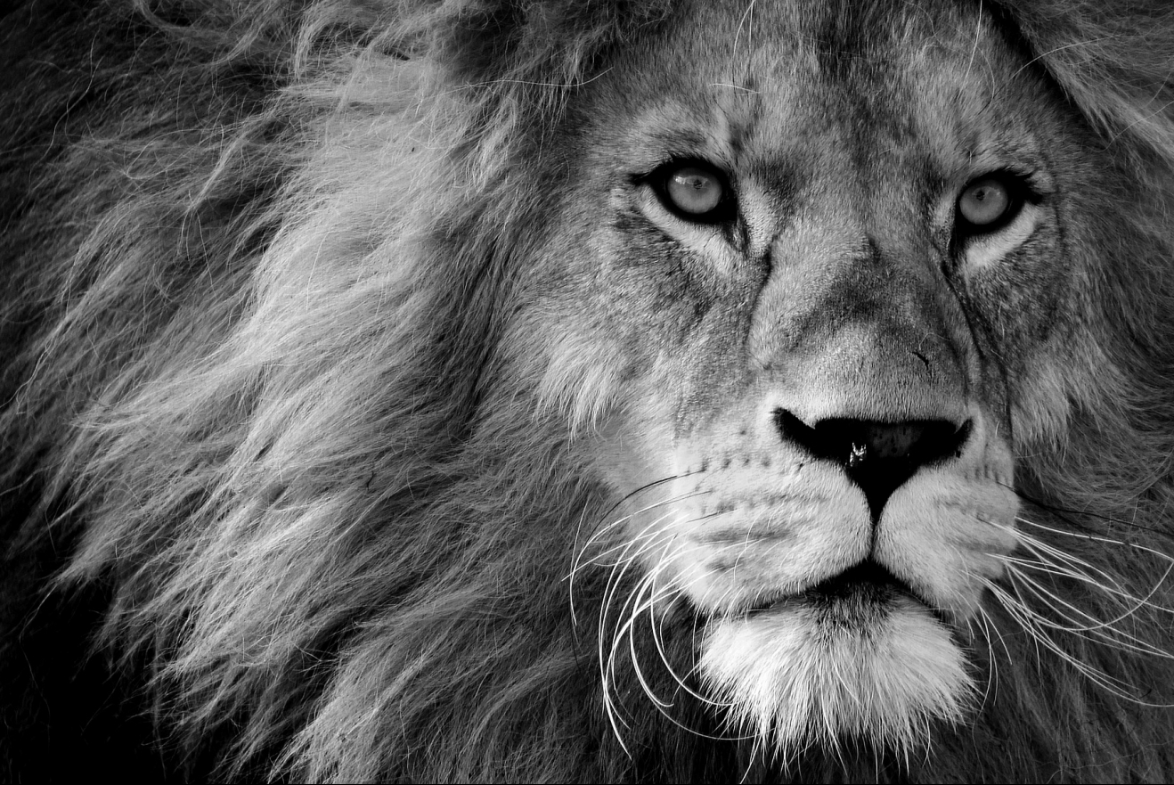 KAO DA JE ZNAO ŠTO GA ČEKA: Svijet se oprašta od ubijenog kralja lavova, turiste je očaravao svojom veličanstvenom pojavom