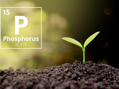 Fosfor za glad – drago za fosforom