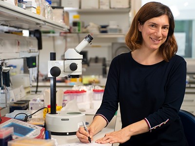 Hrvatica s Cambridgea izradila prvu mapu neurona u mozgu vinske mušice