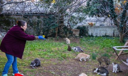 Žena kažnjena jer je hranila mace pred ulazom: Odrapili joj 132 eura kazne, živi od socijalne pomoći