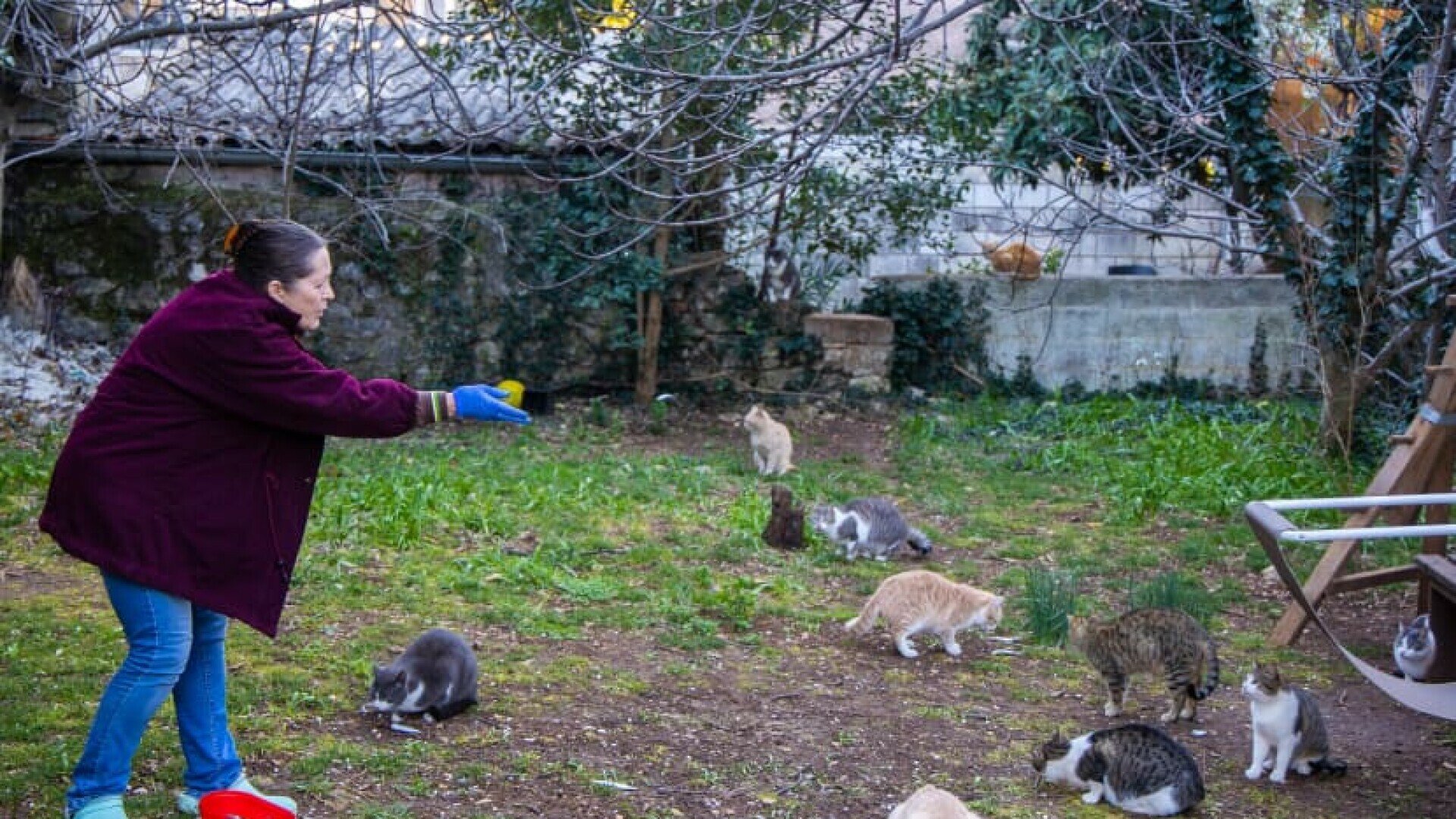 Žena kažnjena jer je hranila mace pred ulazom: Odrapili joj 132 eura kazne, živi od socijalne pomoći