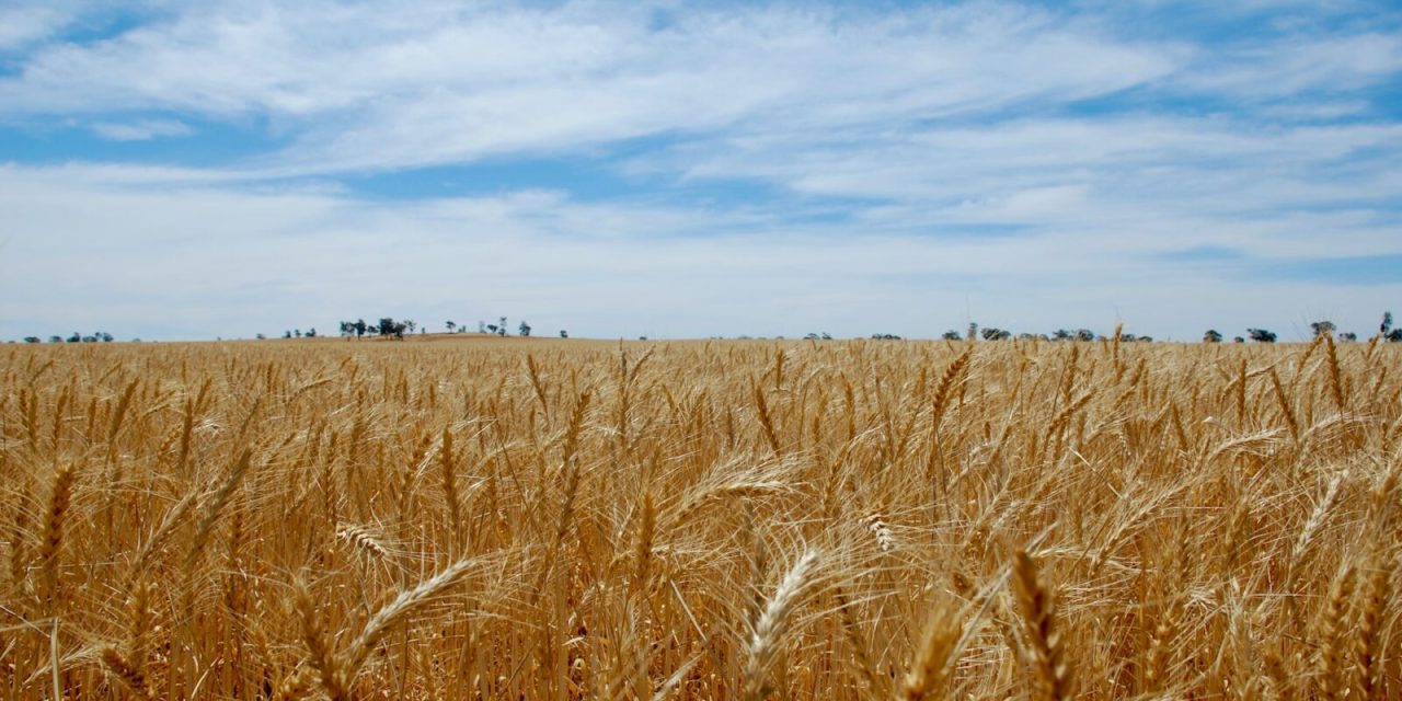 Srbija: 800.000 tona viška pšenice, cijena previsoka