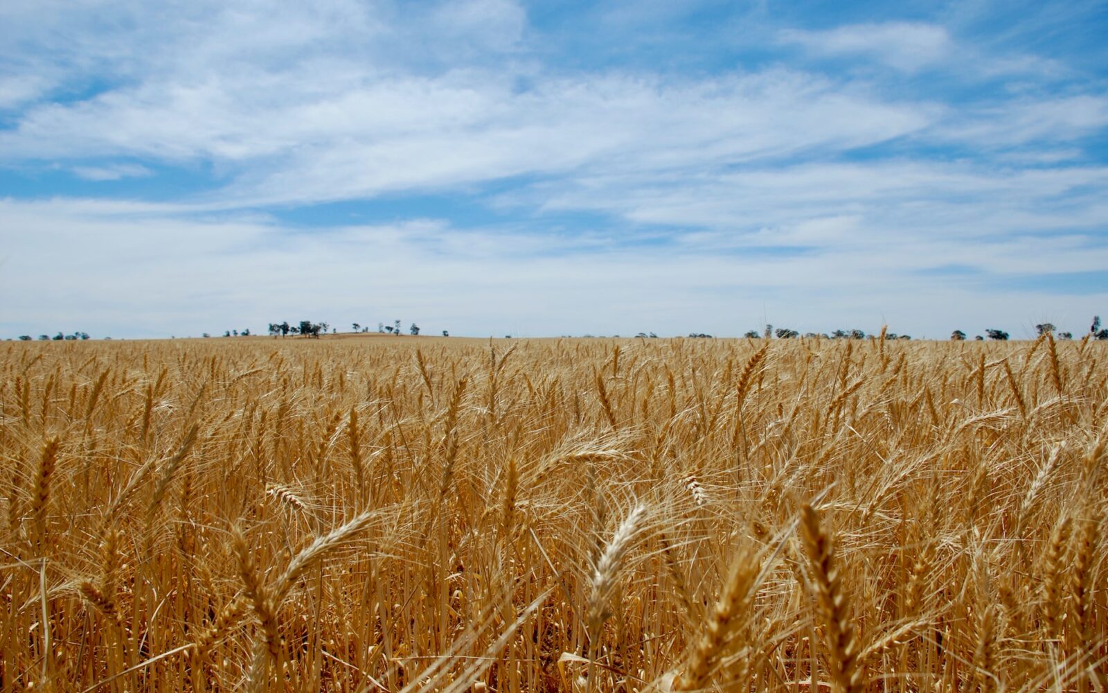 Srbija: 800.000 tona viška pšenice, cijena previsoka