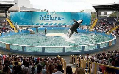 Orka Lolita 50 godina živjela je zatočena u akvariju na Floridi.  Sad će je pustiti na slobodu