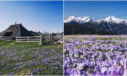 Velika planina: Zadivljujući pogled na beskrajnu livadu prepunu proljetnih šafrana