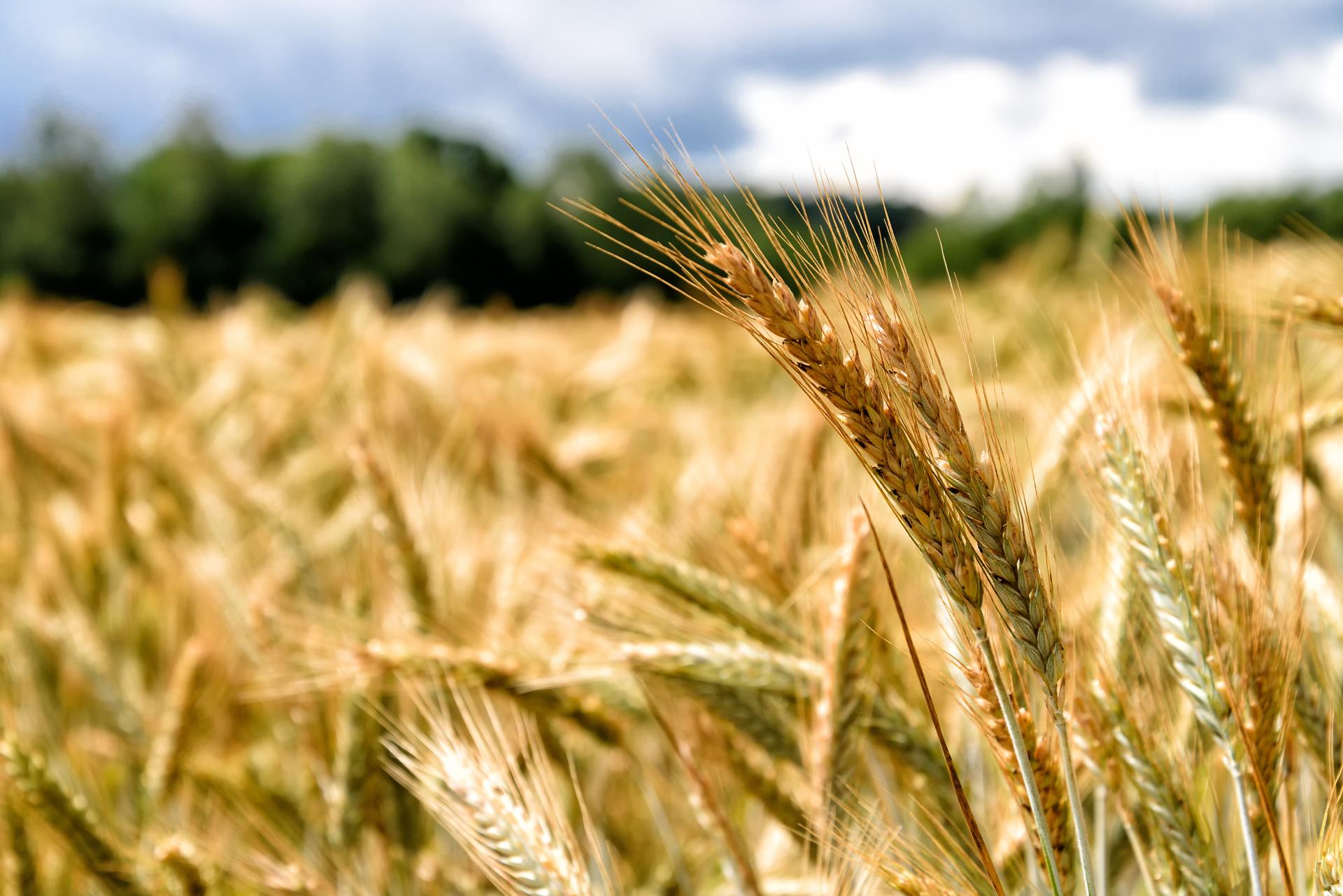 Roba: Očekuje se pad cijena šećera i rast cijena pšenice