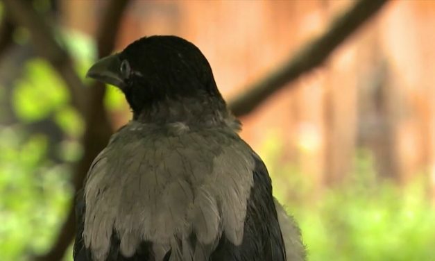 Bliži se vrijeme kad su vrane najagresivnije: Pamte lica i ako im se zamjerite mogu vas pratiti godinama