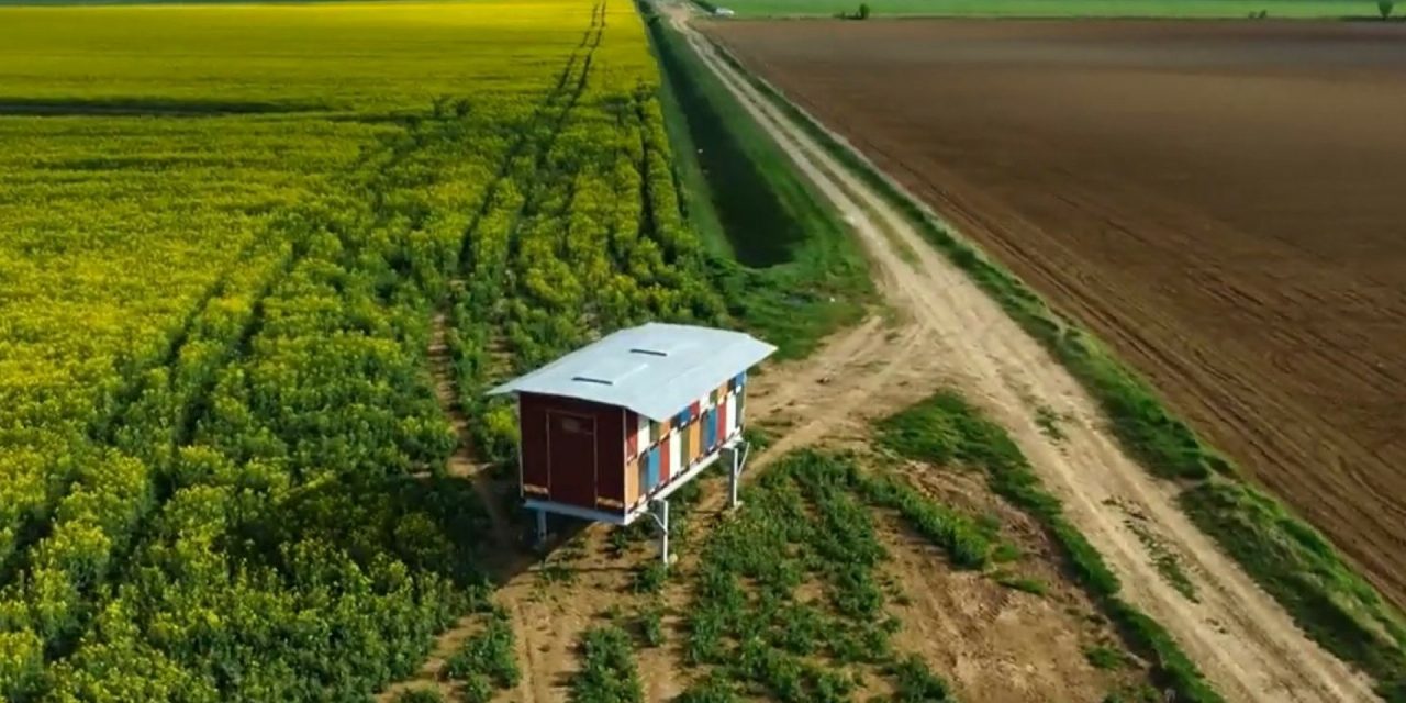 Ljutnja zbog nove pošasti pčela: Nema sankcija, do sada smo imali tri trovanja pčela, a niti jedne godine nismo saznali da je itko kažnjen.