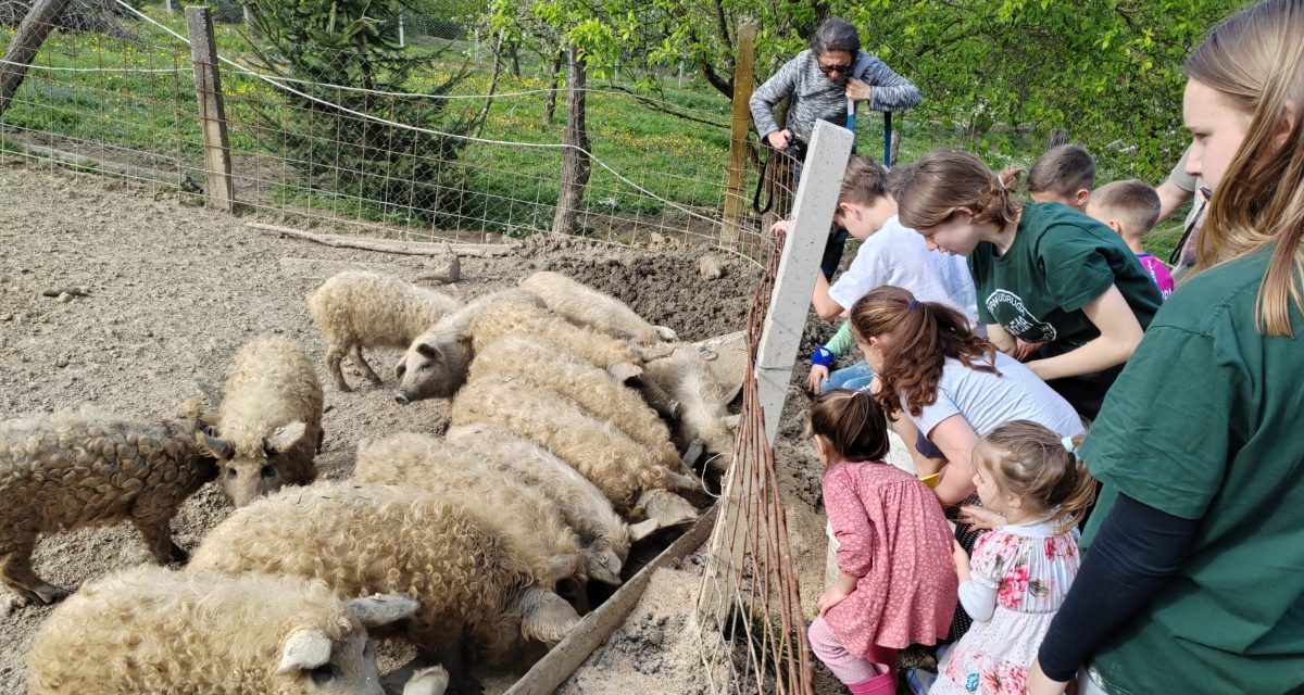 Mangulica je fantastična gastronomska podloga za ruralni turizam