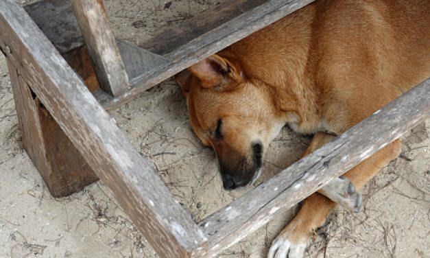 Misterij sela u susjedstvu: Stanovnicima nestaju psi, šokirala ih snimka nadzorne kamere