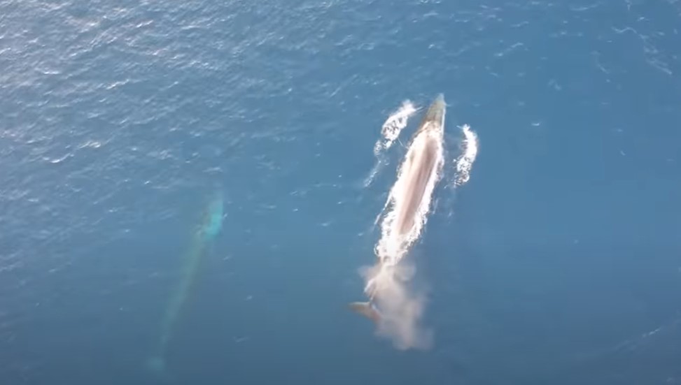 (VIDEO) 'OSTALI SMO HIPNOTIZIRANI!'  Ribari uočili razigrane kitove u Jadranu, sve su snimili: Ovako se nešto ne vidi često
