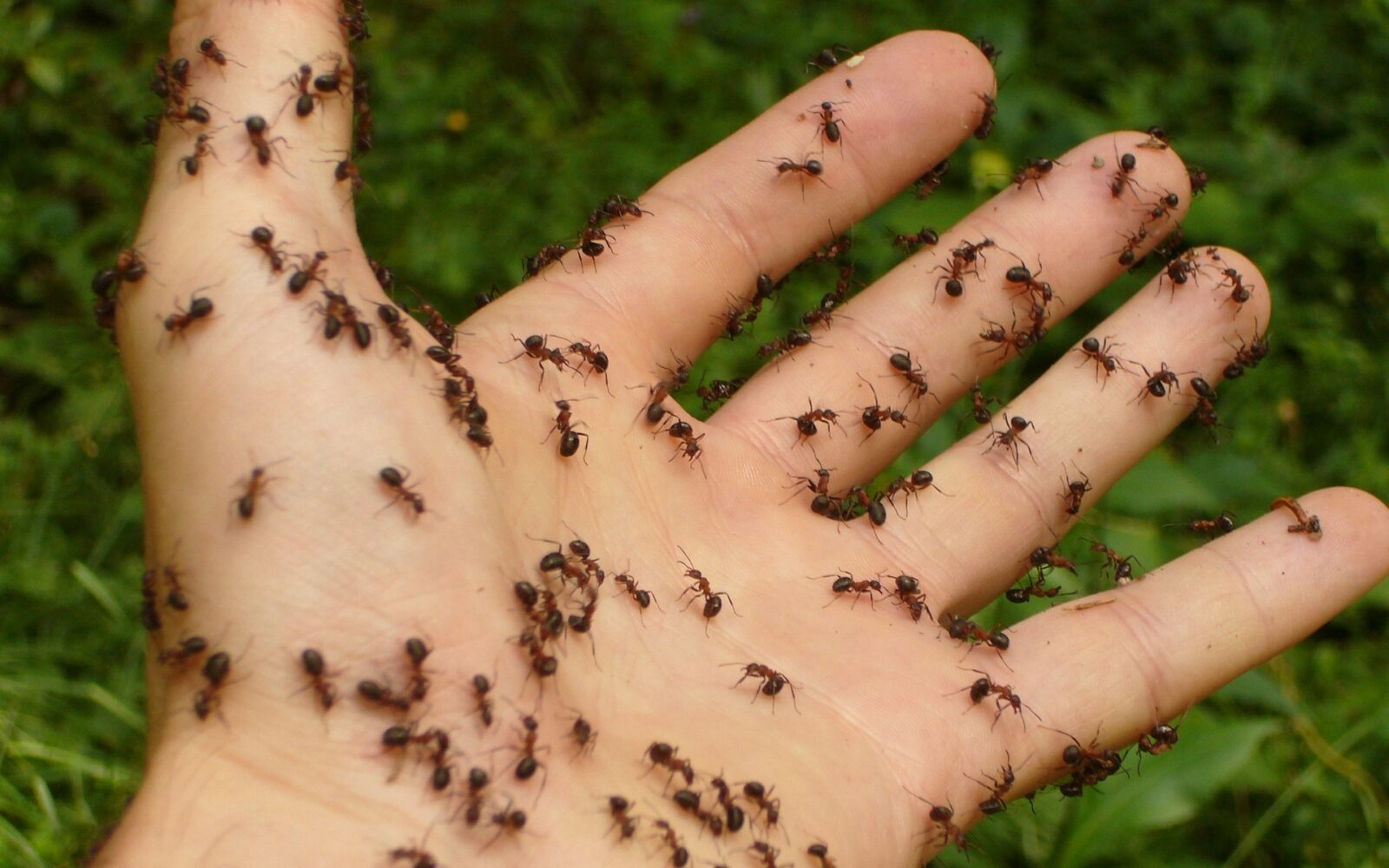 Uz ovu jednostavnu mješavinu riješite se mrave iz vašeg doma u roku od nekoliko dana
