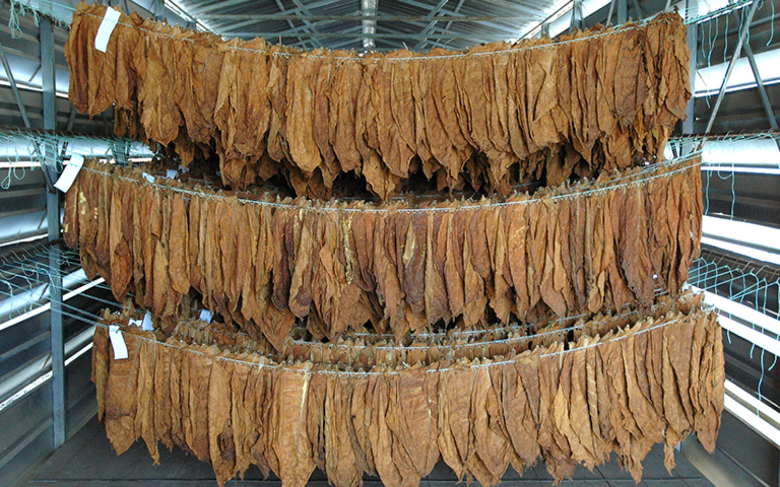 Srbija među pedeset najvećih proizvođača duhana u svijetu