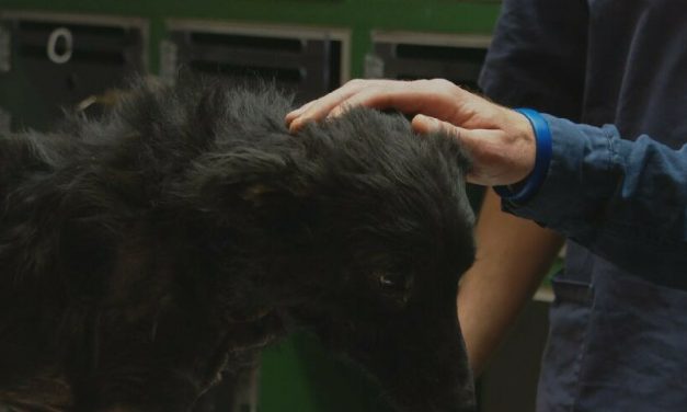 Novi život za psića Bena: Vlasnica ga je htjela ubiti, već je iskopala grob, a onda su ga spasili aktivisti