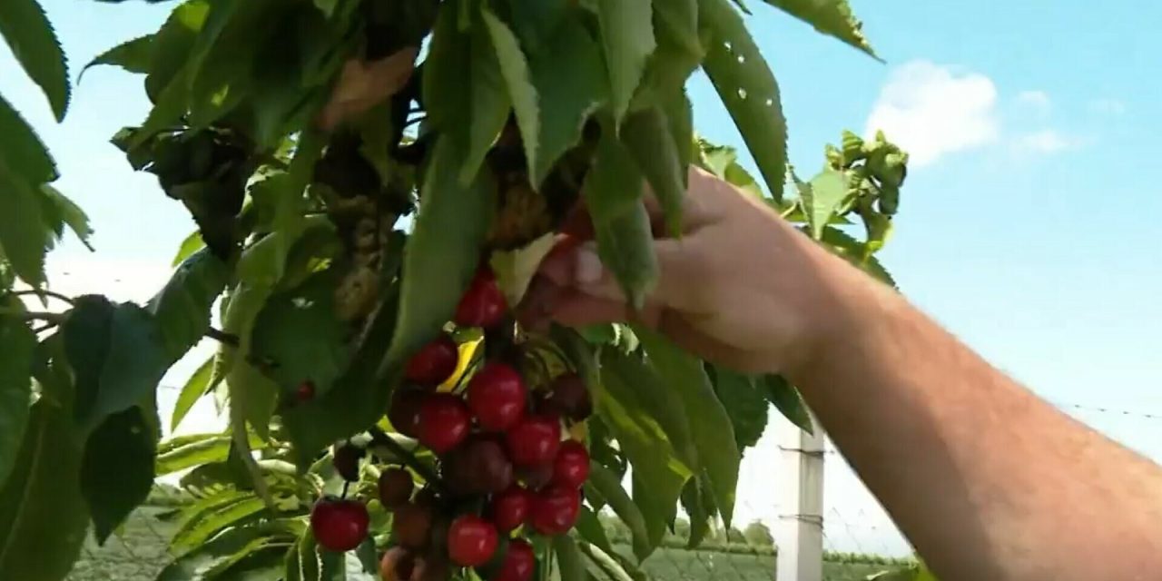 Skupe su, a hoće li postati još skuplje?  “Pet eura kila. To ti je cijena, hoćeš