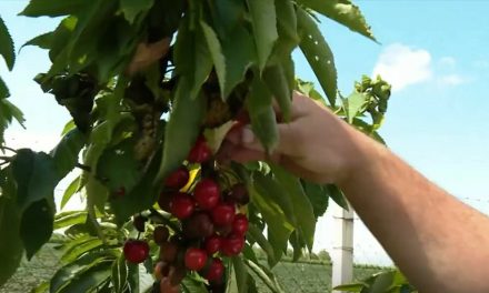 Skupe su, a hoće li postati još skuplje?  “Pet eura kila. To ti je cijena, hoćeš