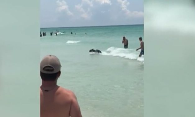 VIDEO Crna zvijer odlučila posjetiti plažu punu ljudi i okupirati se: “Živim ovdje cijeli život i nikad prije nisam vidjela ovakvo nešto”