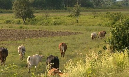 Mještani bijesni zbog oca općinske načelnice: Napada susjede, ruši njihove ograde, pušta krave da im uništavaju usjeve.