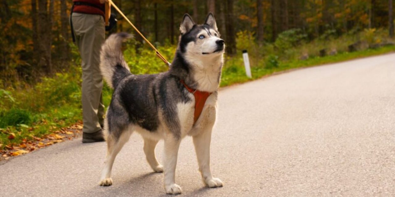 Kujica Molly i njezin vlasnik kandidati su na izborima za gradonačelnika