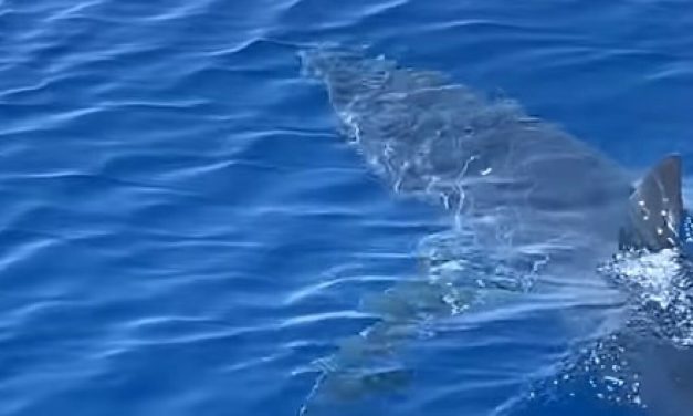 Dronovi snimili 50 morskih pasa: U dva dana ugrizli petero ljudi, jednog čovjeka u plićaku.