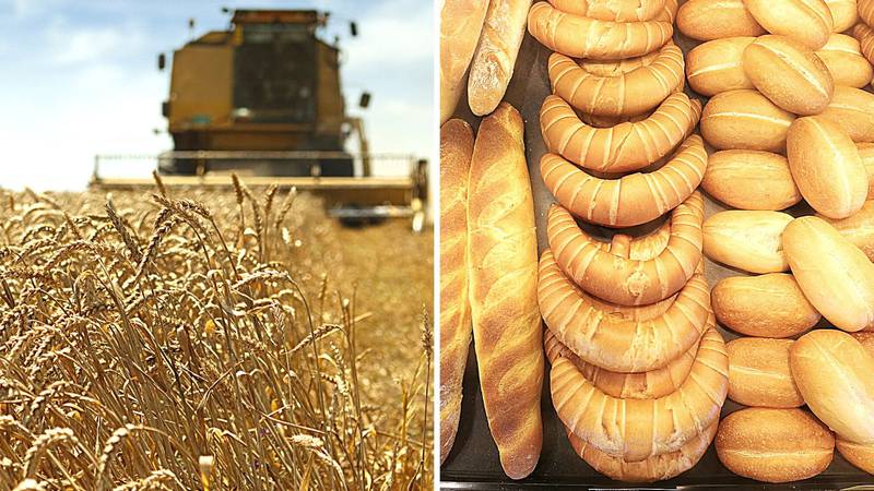 Očajni farmeri: Za cijenu lepinje moramo isporučiti 4 kilograma pšenice.  Ne ide to više tako…