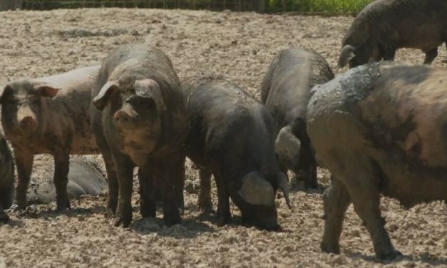 Kina zabranila uvoz hrvatskih svinja: “Sve životinje bit će vraćene ili usmrćene”