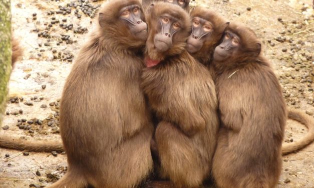 Mužjaci majmuna češće se seksaju s istospolnim partnerima nego sa ženama