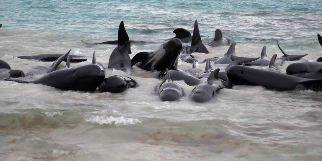 VIDEO Veliki misterij: Više od 50 dupina pronađeno nasukano na plaži