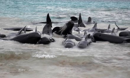 VIDEO Veliki misterij: Više od 50 dupina pronađeno nasukano na plaži