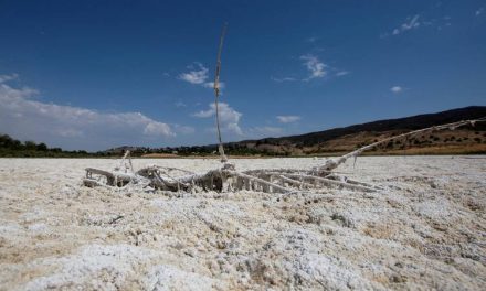 Toplinski udar diljem SAD-a, temperature idu i preko 45°C: ‘Kaktusi su nam se počeli sušiti’