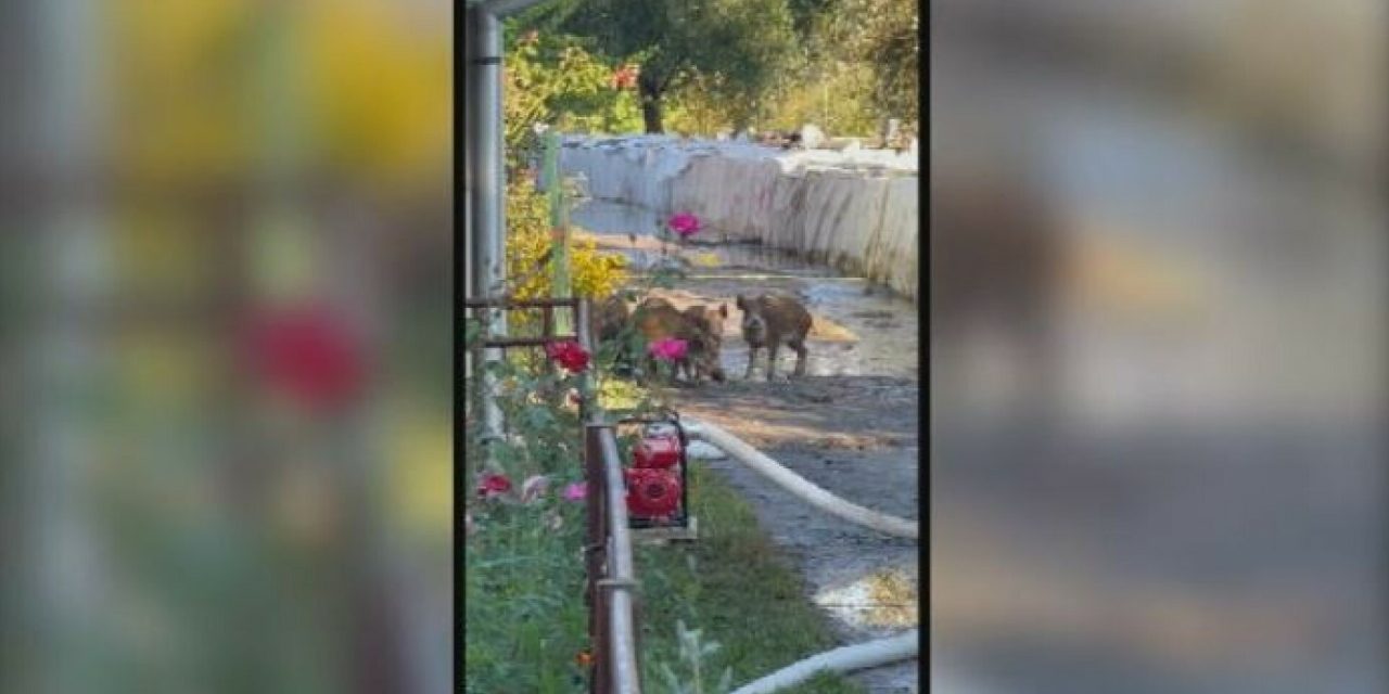 Nema životinje koja nije bježala od poplave: Divlje svinje preskakale umjetnu branu, uništena imovina i usjevi