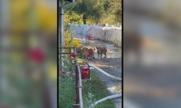 Nema životinje koja nije bježala od poplave: Divlje svinje preskakale umjetnu branu, uništena imovina i usjevi