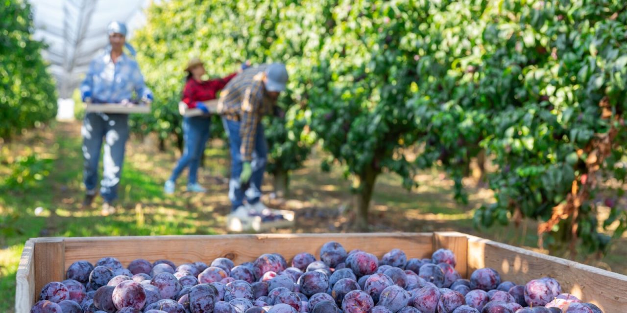 Srbija ne koristi potencijal proizvodnje šljive zbog loše tehnologije