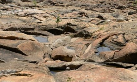 Alarmantno upozorenje! Dolazi El Nino i bit će loše: Cijene hrane mogle bi još rasti