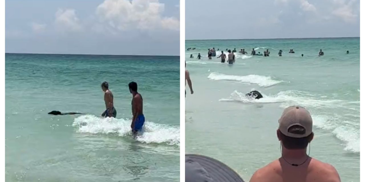 Ljudi na plaži stajali i gledali u nevjerici: Iz mora izašla zvijer i počela trčati plažom