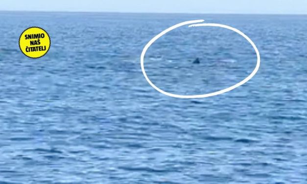 Pogledajte nevjerojatan prizor kitova kod Korčule: Stručnjaci: Nemojte im se približavati!