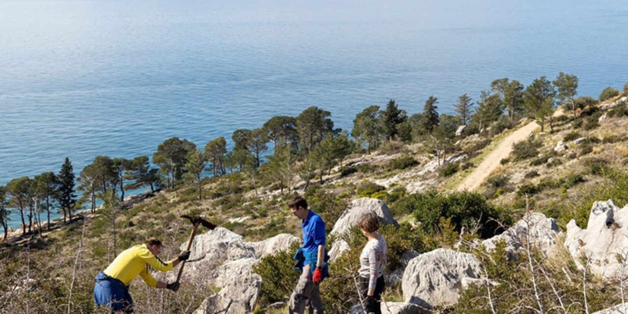 Do 2024. Valamar će posaditi 8000 stabala