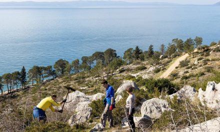 Do 2024. Valamar će posaditi 8000 stabala