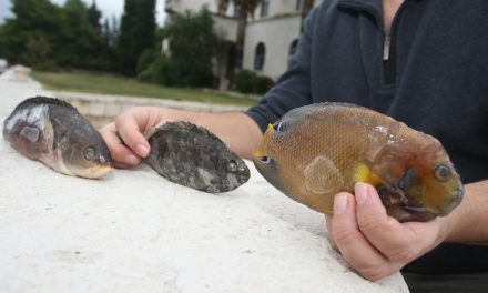 U Jadran stiglo 46 novih vrsta riba: “Nestaje more koje smo znali”