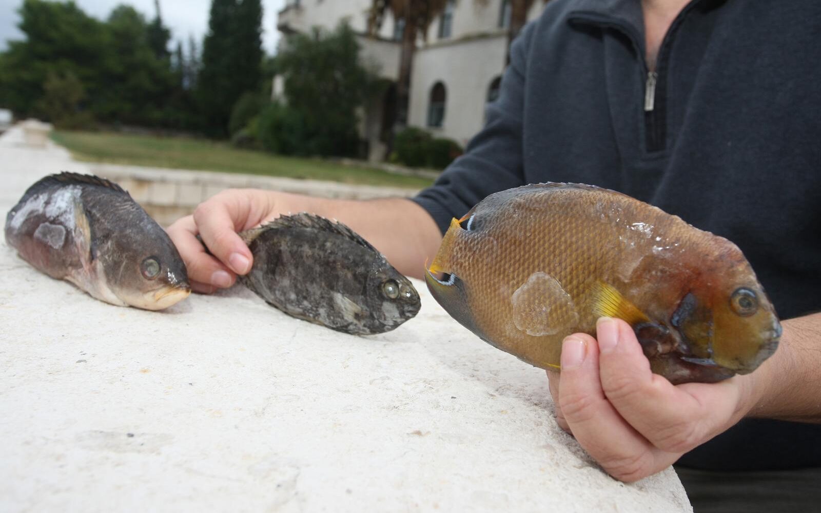 U Jadran stiglo 46 novih vrsta riba: “Nestaje more koje smo znali”