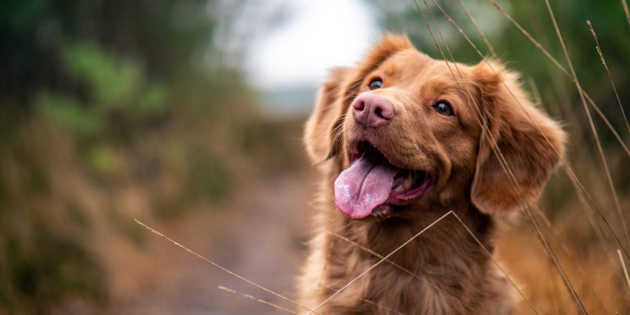 Veterinari savjetuju: Ovo su najbolji načini da produžite život svom psu