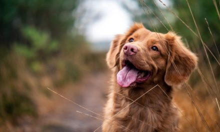 Veterinari savjetuju: Ovo su najbolji načini da produžite život svom psu