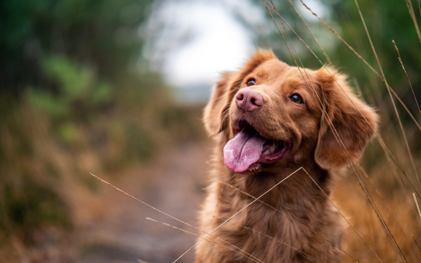 Veterinari savjetuju: Ovo su najbolji načini da produžite život svom psu
