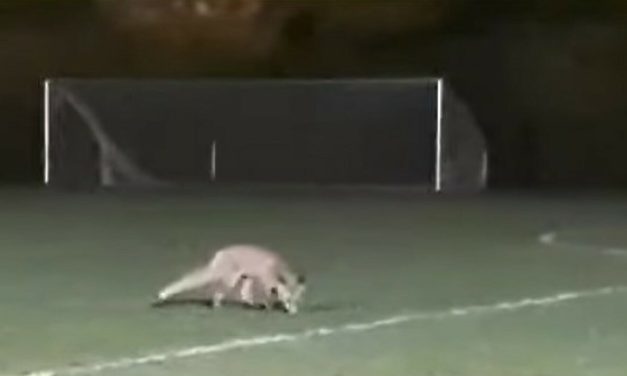 VIDEO Lisica ušla na popularno nogometno igralište: “Sat vremena se vrtila oko nas”