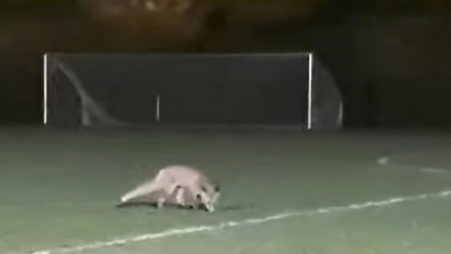 VIDEO Lisica ušla na popularno nogometno igralište: “Sat vremena se vrtila oko nas”