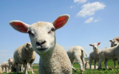 Ovce tražile travu, pa pojele 100 kilograma kanabisa: Pastir je primijetio čudno ponašanje stada