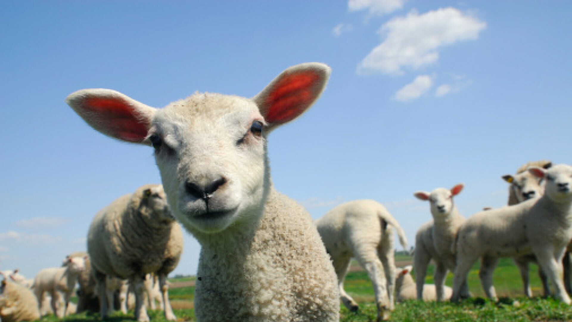 Ovce tražile travu, pa pojele 100 kilograma kanabisa: Pastir je primijetio čudno ponašanje stada