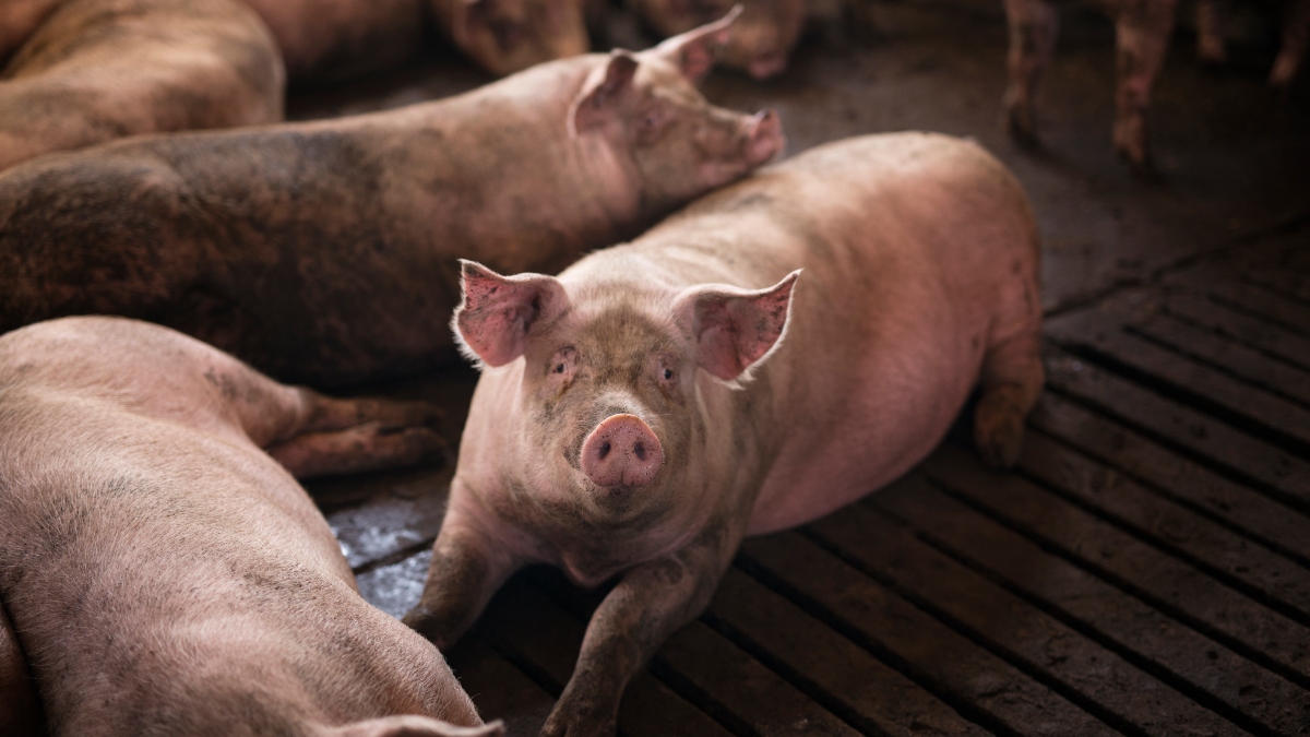 Zbog afričke svinjske kuge u sektoru pršutarstva možemo očekivati poremećaj u nabavi sirovine