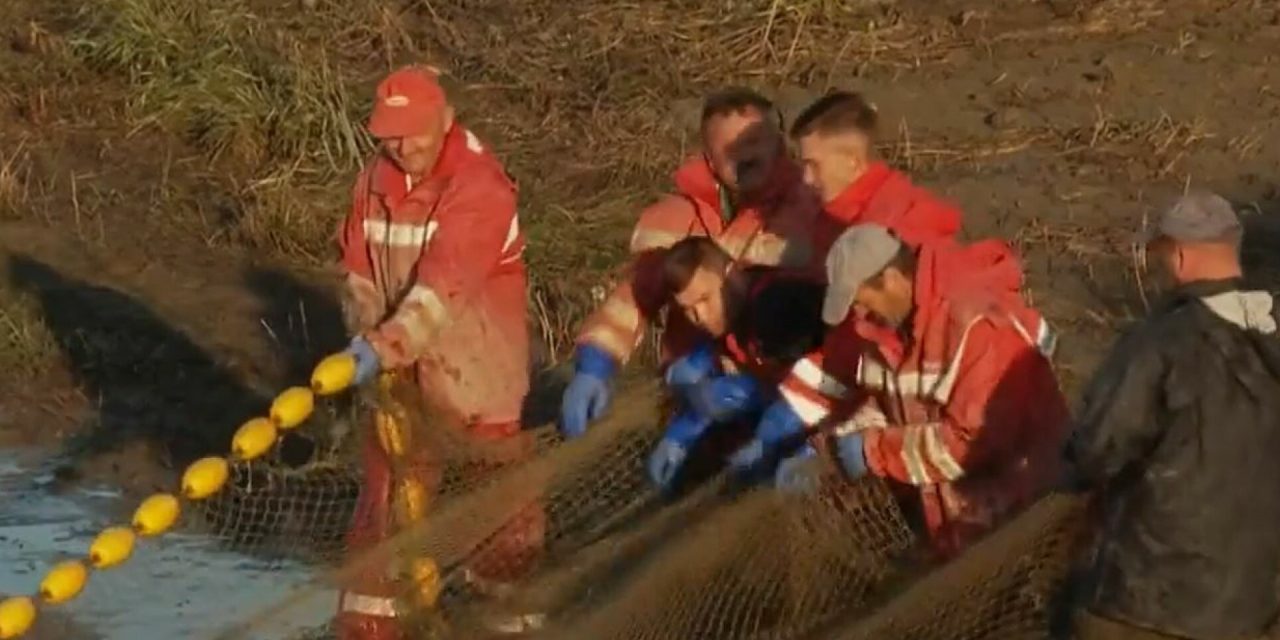 Najveći slatkovodni ribnjaci u Hrvatskoj: Izlov ribe je triput godišnje, a u danu se izlovi više od 20 tona!